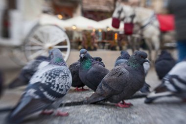 Polonya 'nın Krakow Meydanı yakınlarında güvercin ve at arabaları.