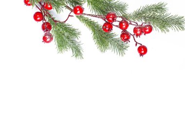 Kutsal meyveli güzel noel dalı, izole edilmiş