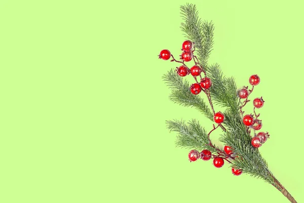 Piękna Gałązka Świąteczna Jagodami Ostrokrzewu Odizolowana — Zdjęcie stockowe