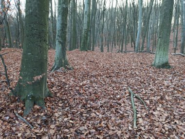Forest with lots of dried leaves  in early winter , december