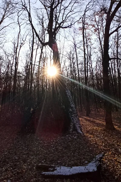 Bosque Con Muchas Hojas Secas Principios Invierno Diciembre —  Fotos de Stock