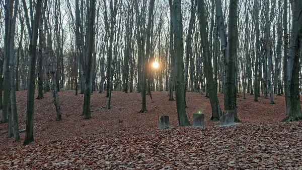 Forest Lots Dried Leaves Early Winter December — Φωτογραφία Αρχείου