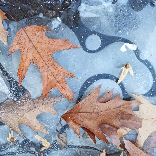 Dried Leaves Ive Early Winter Forest — Stock Photo, Image