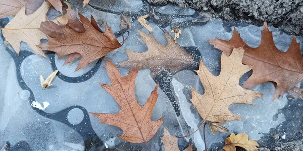 Dried Leaves Ive Early Winter Forest — Fotografia de Stock