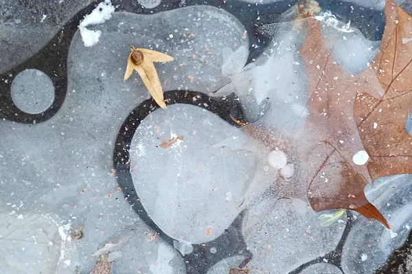 Dried Leaves Ive Early Winter Forest — Stockfoto