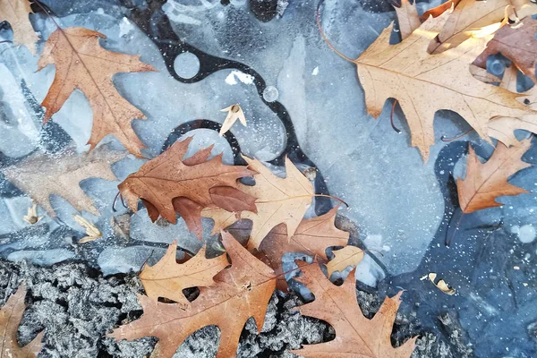 Dried Leaves Ive Early Winter Forest — Fotografia de Stock