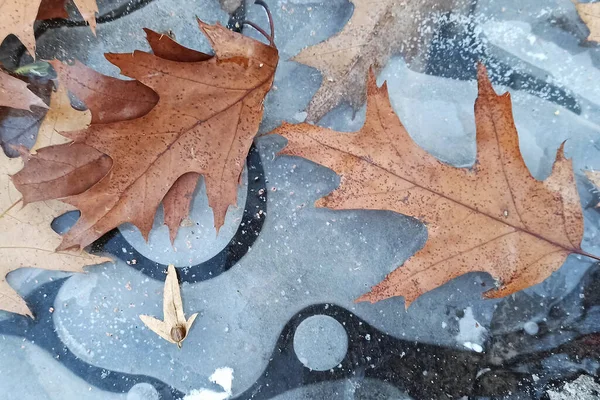 Dried Leaves Ive Early Winter Forest — Fotografia de Stock