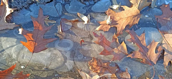 Dried Leaves Ive Early Winter Forest — Stockfoto