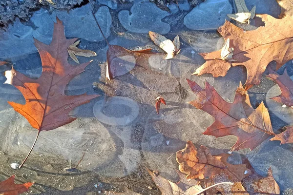 Dried Leaves Ive Early Winter Forest —  Fotos de Stock