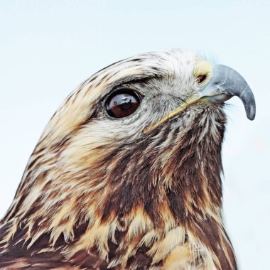 gökyüzünde izlerken bayağı Şahin