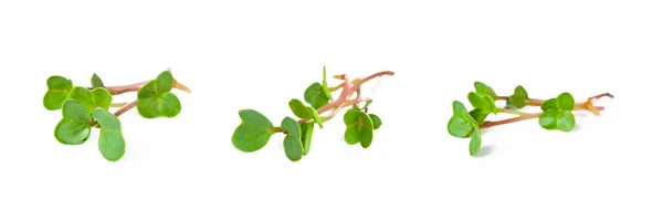 Alfalfa Verde Fresca Microverde Aislada Blanco — Foto de Stock