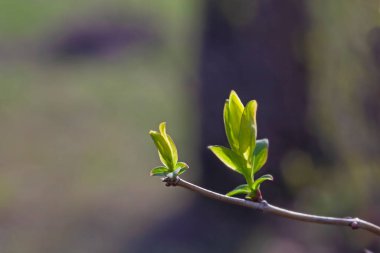 Güneşin ilk baharı erkenden parlar.