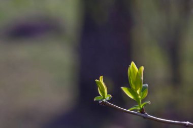 Güneşin ilk baharı erkenden parlar.