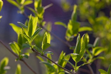 Güneşin ilk baharı erkenden parlar.