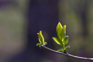 Güneşin ilk baharı erkenden parlar.