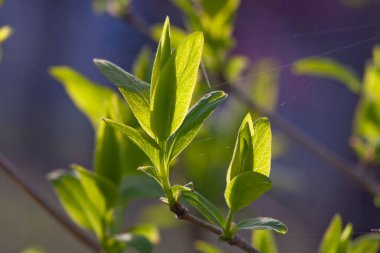 Güneşin ilk baharı erkenden parlar.