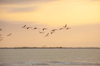 Las Coloradas, Yucatan, Meksika 'da bir sürü pembe flamingo var.