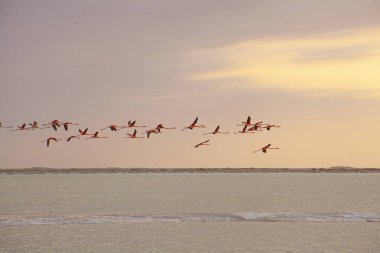 Las Coloradas, Yucatan, Meksika 'da bir sürü pembe flamingo var.