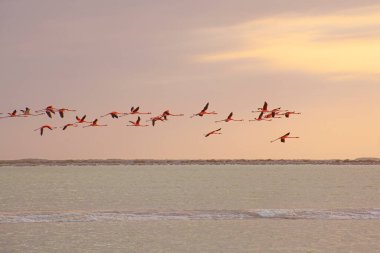 Las Coloradas, Yucatan, Meksika 'da bir sürü pembe flamingo var.