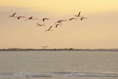 Las Coloradas, Yucatan, Meksika 'da bir sürü pembe flamingo var.
