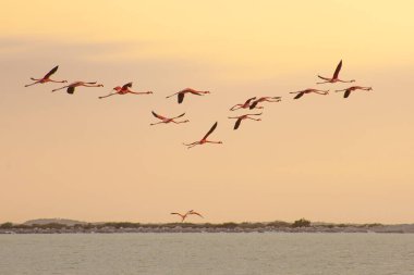 Las Coloradas, Yucatan, Meksika 'da bir sürü pembe flamingo var.