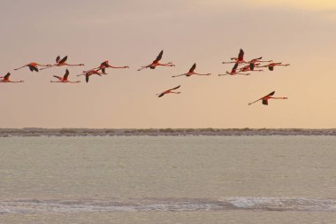 Las Coloradas, Yucatan, Meksika 'da bir sürü pembe flamingo var.