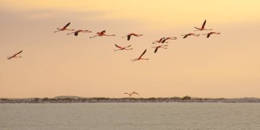 Las Coloradas, Yucatan, Meksika 'da bir sürü pembe flamingo var.