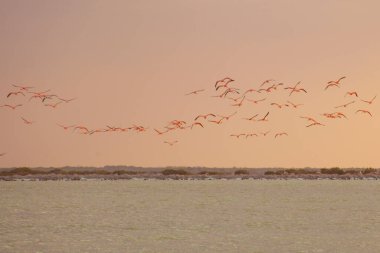 Las Coloradas, Yucatan, Meksika 'da bir sürü pembe flamingo var.