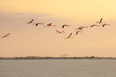 Las Coloradas, Yucatan, Meksika 'da bir sürü pembe flamingo var.