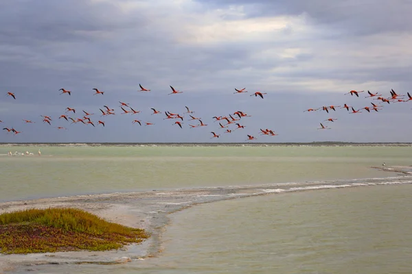 Lots Pink Flamingos Las Coloradas Yucatan Mexico — ストック写真