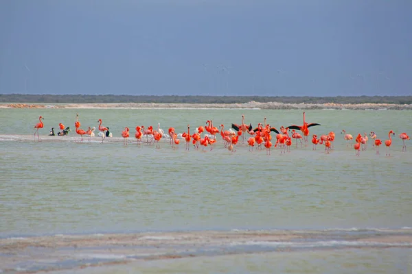 Beaucoup Flamants Roses Durango Yucatan Mexique — Photo