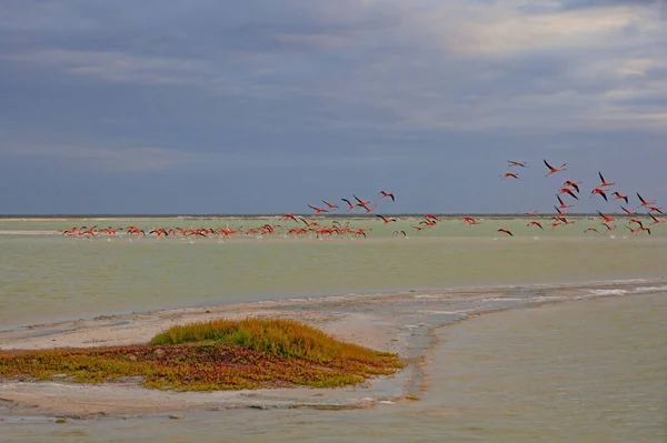 Viele Rosa Flamingos Las Coloradas Yucatan Mexiko — Stockfoto