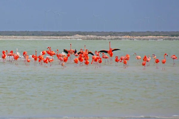 Lots Pink Flamingos Las Coloradas Yucatan Mexico — Stock Photo, Image