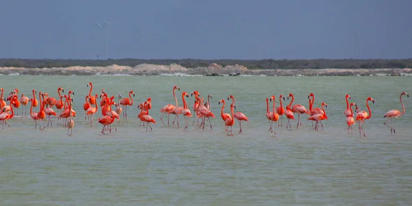 Muitos Flamingos Cor Rosa Las Coloradas Yucatan México — Fotografia de Stock