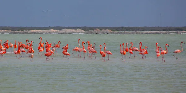 Beaucoup Flamants Roses Durango Yucatan Mexique — Photo