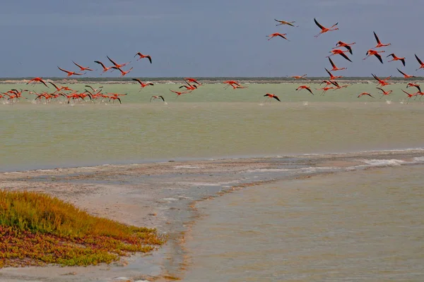 Lots Pink Flamingos Las Coloradas Yucatan Mexico — ストック写真