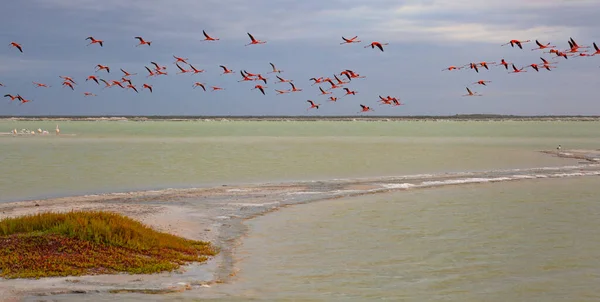 Viele Rosa Flamingos Las Coloradas Yucatan Mexiko — Stockfoto