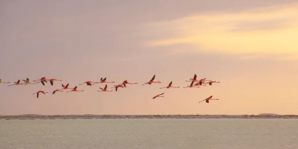 Viele Rosa Flamingos Las Coloradas Yucatan Mexiko — Stockfoto