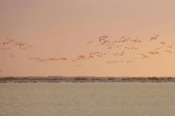 Las Coloradas Yucatan Meksika Bir Sürü Pembe Flamingo Var — Stok fotoğraf