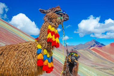 Komik Alpaca, Lama Pacos, Vinicunca Dağı yakınlarında, Peru, And Dağları 'nda ünlü bir yer.