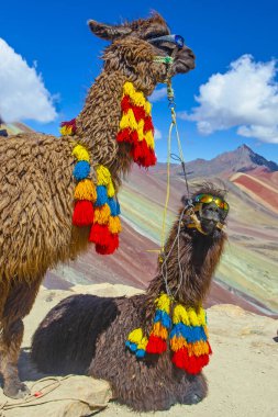 Komik Alpaca, Lama Pacos, Vinicunca Dağı yakınlarında, Peru, And Dağları 'nda ünlü bir yer.