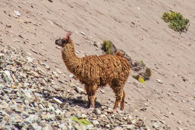 Komik Alpaca, Lama Pacos, Vinicunca Dağı yakınlarında, Peru, And Dağları 'nda ünlü bir yer.