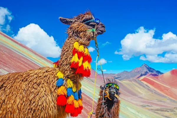 Engraçado Alpaca Lama Pacos Perto Montanha Vinicunca Destino Famoso Andes — Fotografia de Stock