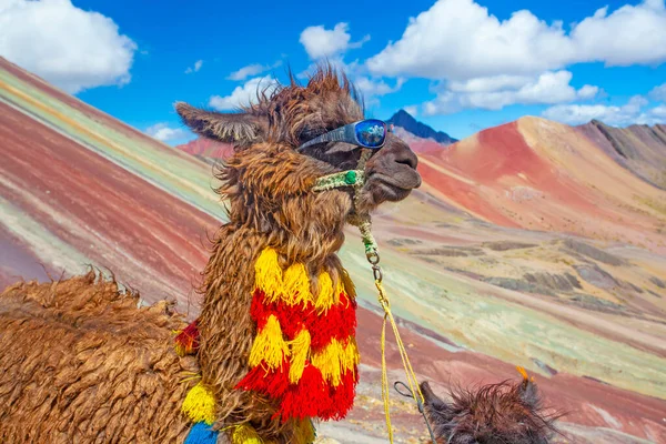 Funny Alpaca Lama Pacos Blízkosti Hory Vinicunca Slavná Destinace Andách — Stock fotografie