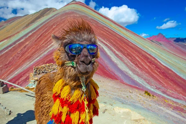 Funny Alpaca Lama Pacos Vinicunca Mountain Famous Destination Andes Peru — Stock Photo, Image