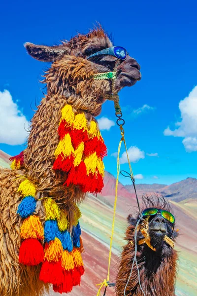 Funny Alpaca Lama Pacos Blízkosti Hory Vinicunca Slavná Destinace Andách — Stock fotografie