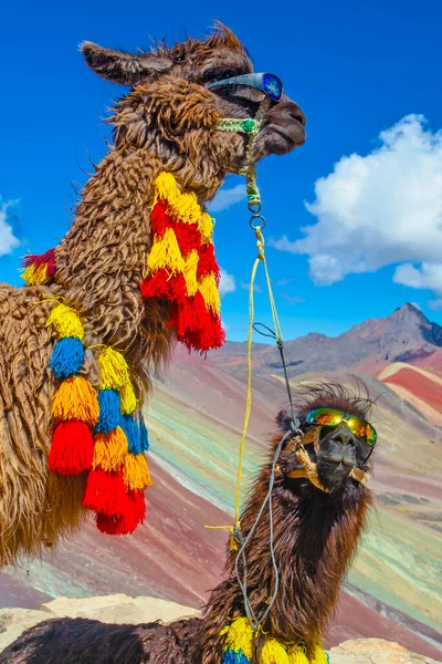 Engraçado Alpaca Lama Pacos Perto Montanha Vinicunca Destino Famoso Andes — Fotografia de Stock