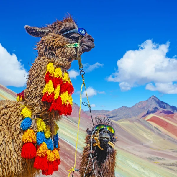 Funny Alpaca Lama Pacos Blízkosti Hory Vinicunca Slavná Destinace Andách — Stock fotografie