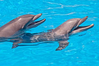 Hayvanat bahçesi havuzunda güzel yunus atlayışları. Tenerife