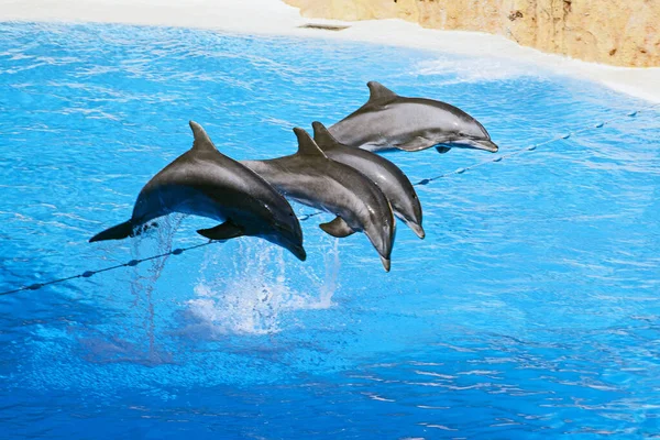 Show of beautiful dolphin jumps in zoo pool. Tenerife